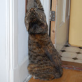 zes ga door
