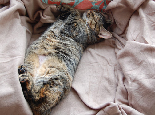 Poes Maus