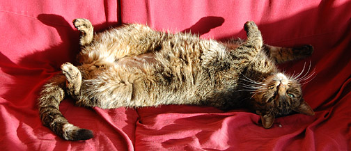 poes Maus
