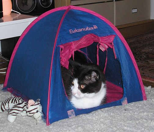 Kater Pieuw