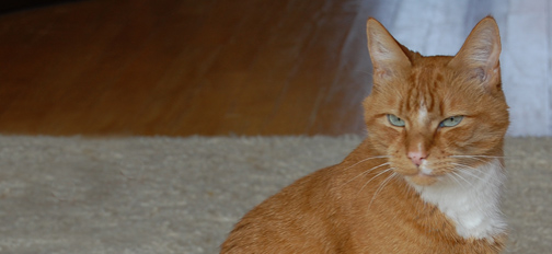 Kater Pluk