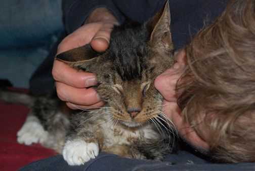 Kater Rakker