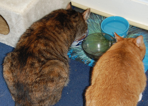 Maus (links) en Pluk (rechts) smikkelen samen van hun vleesjes.